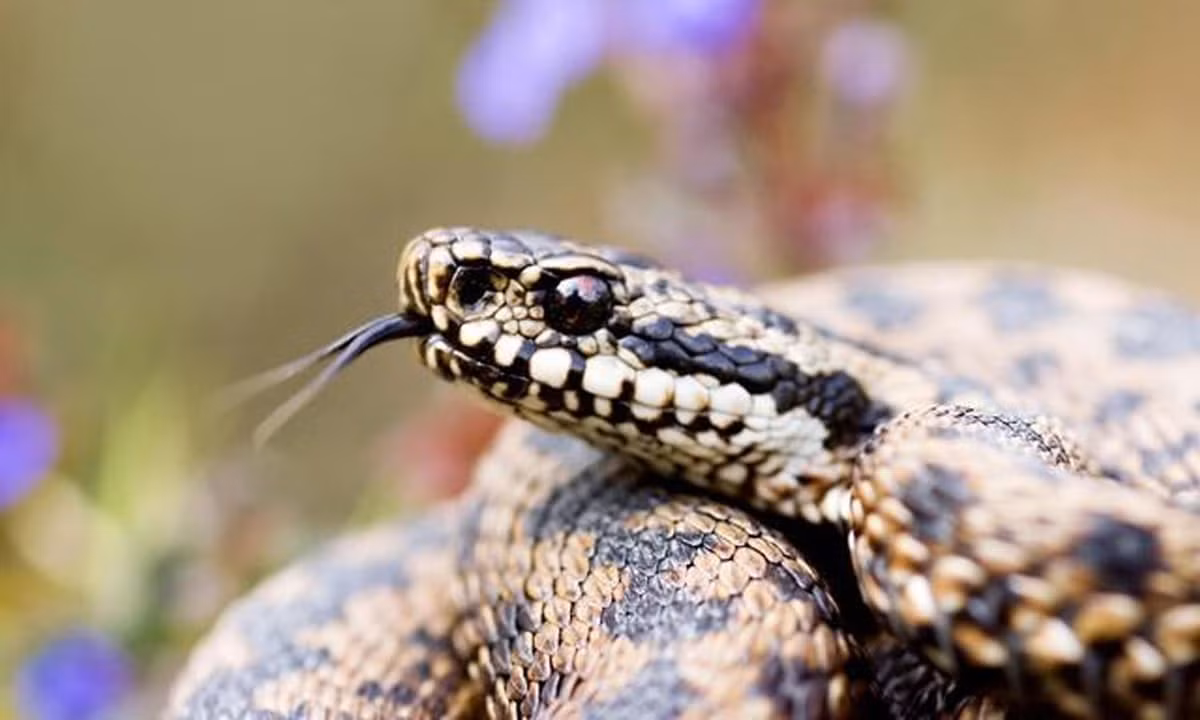 Trước đó, vào năm 2020, một người đàn ông sống tại bang Texas (Mỹ) đã chặt đứt đầu một con rắn đuôi chuông khi thấy con vật bò vào nhà mình. Khi thò tay nhặt con rắn để vứt đi, người này đã bị chiếc đầu cụt cắn vào tay. Người này sau đó được đưa đến bệnh viện trong tình trạng nguy kịch, nhưng may mắn được các bác sĩ cứu sống sau một tuần chăm sóc đặc biệt.