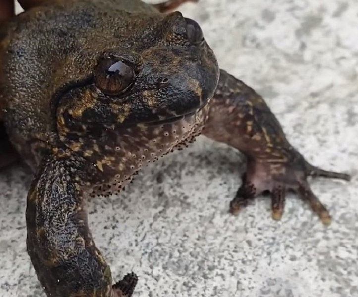 Giá trị ếch hương đắt gấp 7 - 12 lần ếch thông thường. Thậm chí, ngay cả khi có tiền thì khách hàng cũng khó có thể mua được ếch hương rừng về thưởng thức do loài ếch này có số lượng khá ít trong tự nhiên.