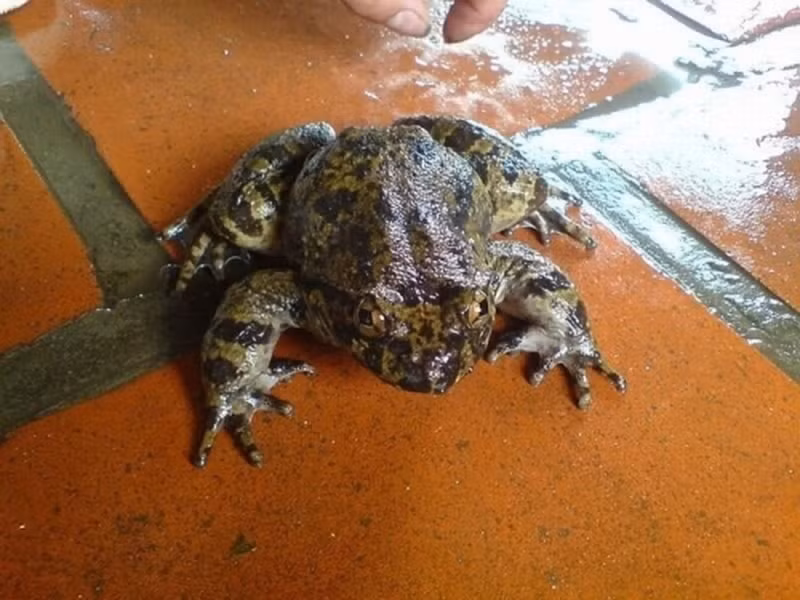 Tại các tỉnh miền Bắc, chỉ duy nhất trên Mẫu Sơn ở tỉnh Lạng Sơn người ta mới tìm thấy giống ếch này.