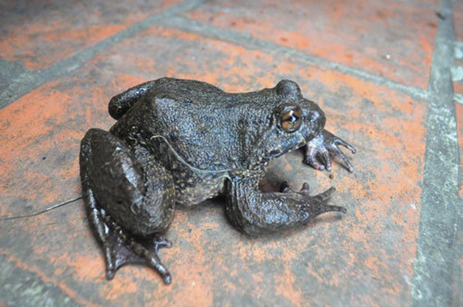 Mùa sinh sản của ếch hương là khoảng tháng 5 - 6 hàng năm. Hiện chính quyền địa phương nỗ lực nhân giống, khoanh vùng bảo vệ và hạn chế săn bắt ếch hương vào mùa sinh sản.