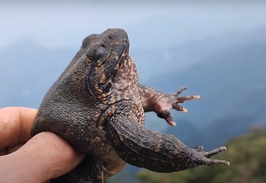 Ếch hương có đặc điểm nổi bật là toàn thân có màu nâu đen hoặc đen bóng. Khi trưởng thành, mỗi cá thể ếch hương nặng khoảng 200 - 300 gam.