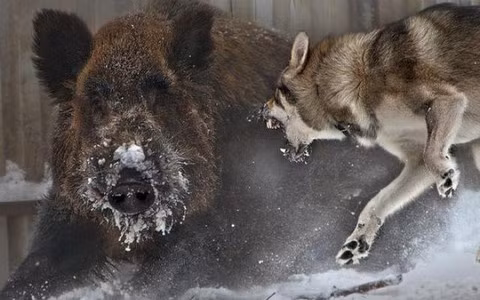 Đàn sói rất kiên nhẫn khi săn lợn rừng. Chúng phân công nhiệm vụ rõ ràng, một số con ở phía trước thu hút sự chú ý, một số con khác ở phía sau tấn công bất ngờ. Chỉ cần 7-8 con sói là đủ để khiến lợn rừng không kịp trở tay. Hơn nữa, sói có sức bền rất tốt, chúng có thể vây hãm lợn rừng trong thời gian dài cho đến khi con mồi mệt mỏi. 