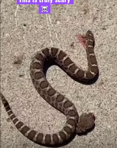 Cách đây không lâu, một người dùng mạng xã hội Reddit đã đăng tải clip một con rắn đuôi chuông đã bị chặt đứt đầu nhưng vẫn tung ra cú cắn chết chóc.