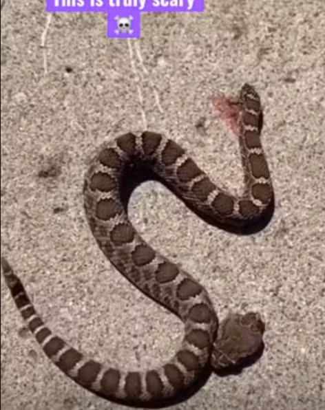 Cách đây không lâu, một người dùng mạng xã hội Reddit đã đăng tải clip một con rắn đuôi chuông đã bị chặt đứt đầu nhưng vẫn tung ra cú cắn chết chóc.