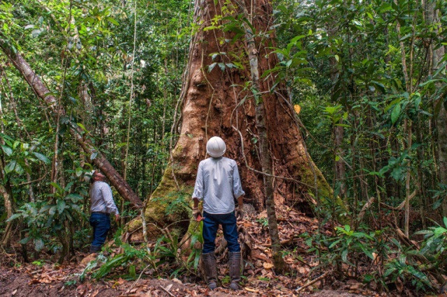 ##ss###style="font-size: 16px; text-align: justify;">Hiện nay, các quy định trong việc bảo tồn cây gỗ Ipe ở Brazil hiện còn khá lỏng lẻo và nhiều bất cập. Chính phủ nước này áp dụng biện pháp kêu gọi sử dụng các loại gỗ khác thay thế cho gỗ Ipe nhưng có vẻ như cách này không thực sự hiệu quả. Công tác bảo tồn bằng cách chia khu nhượng quyền có vẻ như khả thi hơn.