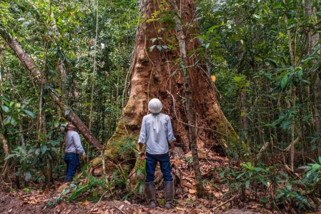 Hiện nay, các quy định trong việc bảo tồn cây gỗ Ipe ở Brazil hiện còn khá lỏng lẻo và nhiều bất cập. Chính phủ nước này áp dụng biện pháp kêu gọi sử dụng các loại gỗ khác thay thế cho gỗ Ipe nhưng có vẻ như cách này không thực sự hiệu quả. Công tác bảo tồn bằng cách chia khu nhượng quyền có vẻ như khả thi hơn.