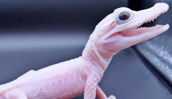 Gatorland hiện đang là mái nhà của 3 trong số 7 cá sấu bạch tạng còn sống trên thế giới. Tuy cá sấu leucistic có thói quen ăn uống và tính khí tương tự cá sấu thông thường, màu sắc nổi bật khiến chúng dễ bị kẻ thù săn đuổi và nhạy cảm với ánh nắng mặt trời.