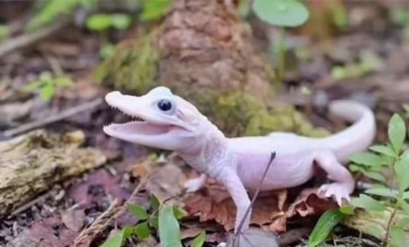 Khác với cá sấu bạch tạng, cá sấu leucistic vẫn sản xuất một lượng nhỏ sắc tố melanin, tạo nên đôi mắt xanh thay vì đỏ hồng như ở cá sấu bạch tạng. Sự ra đời của cá sấu leucistic trong môi trường nuôi nhốt là một sự kiện chưa từng có tiền lệ, đánh dấu bước tiến quan trọng trong nỗ lực bảo tồn loài cá sấu Mỹ.