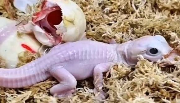  Ông Mark McHugh, Chủ tịch kiêm Giám đốc điều hành Gatorland, chia sẻ với Dailymail.com: "Đây là đỉnh cao của 15 năm làm việc và nghiên cứu. Chúng tôi vô cùng phấn khích vì sự kiện này mở ra cơ hội nghiên cứu sâu hơn về dòng gen quý hiếm này."