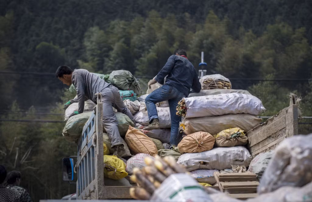 Tre có tốc độ sinh trưởng nhanh, thường xuất hiện ở các vùng nhiệt đới và cận nhiệt đới trên khắp thế giới. Trong ảnh, người dân chất những bao măng lên xe tải trong khu chợ ở làng Taihuyuan, gần Lâm An.