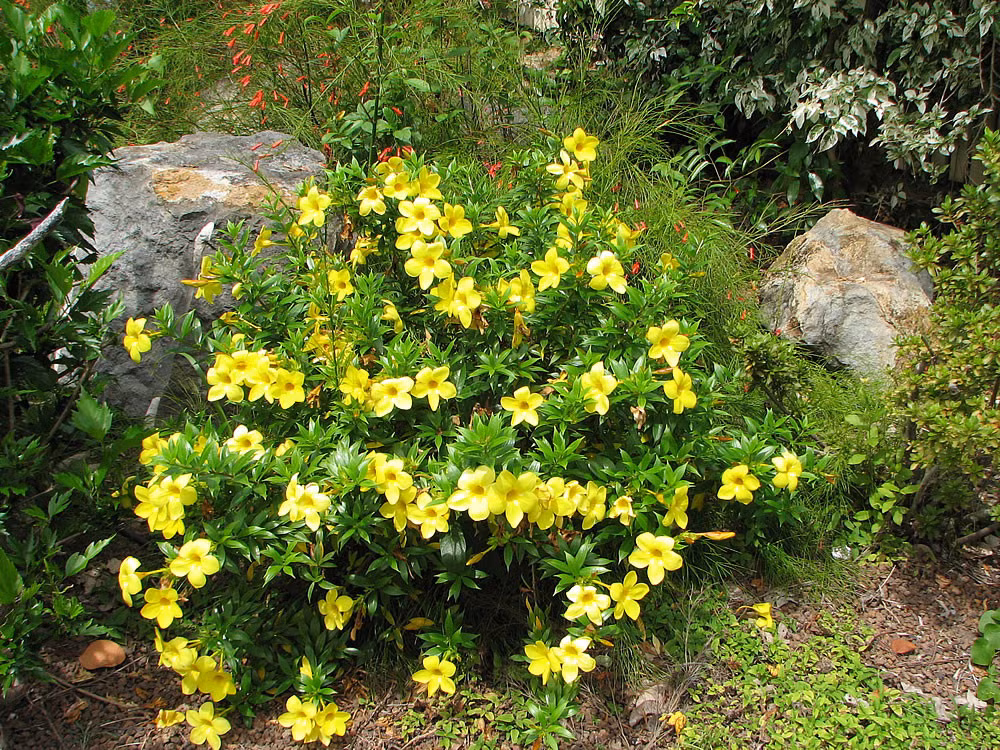  Cây huỳnh anh (Allamanda cathartica) thuộc họtrúc đào, là một trong những loài thực vật độc. Toàn cây gồm vỏ cây, hoa, lá, hạt và nhựa mủ đều chứa chất độc gây rối loạn tiêu hoá, gồm đau bụng, nôn mửa, tiêu chảy, có khi kèm theo triệu chứng sưng môi, choáng váng. Ảnh: Plantsandflowers.