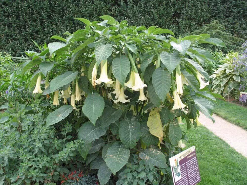  Cây cà độc dược (Datura alba Lour): Các hóa chất trong cà độc dược như scopolamine và atropine làm mờ mắt, buồn nôn, chóng mặt, tim đập nhanh, tăng thân nhiệt, thậm chí dẫn đến ngừng tim, tử vong. Ảnh: Finegardening.