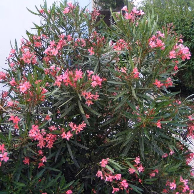 Bo Y te yeu cau chat nhieu loai cay co doc trong truong hoc