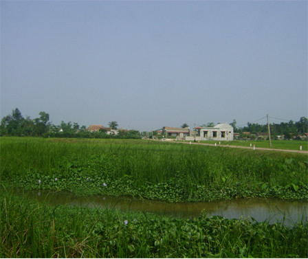 Cánh đồng này là nơi ngày xưa bà Kỷ đánh cọp cứu bạn.