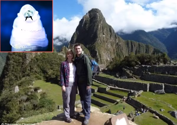 Khi Rochelle Harris trở về nhà tại Anh quốc sau chuyến du lịch Peru, cô luôn nghe thấy tiếng sột soạt trong tai mình rồi sau đó cô bị đau đầu kinh khủng và thậm chí một bên tai còn bị chảy mủ. Ban đầu các bác sĩ chẩn đoán tai Rochelle bị viêm, nhưng cuối cùng họ đã phát hiện trong tai người phụ nữ 27 tuổi một ổ giòi 8 con trú ngụ, một số con còn có trứng. Các xét nghiệm cho thấy Harris không bị hỏng màng tai, mạch máu hoặc các dây thần kinh nhưng lũ giòi đã đục thủng một lỗ sâu 12mm trong ống tai của cô.