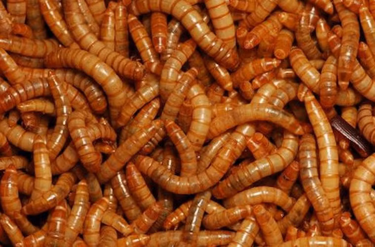 Các bác sĩ điều trị cho rằng cụ bà McCann đã bị một con ruồi chui vào tai rồi đẻ trứng trong đó và trứng ruồi đã nở ra thành gần 60 con giòi và những con giòi này đã ở trong tai bà cụ 2-3 ngày trước khi cụ được đưa tới bác sĩ. Sự việc được phát hiện khi có một con giòi bỗng bò khỏi tai bà cụ.