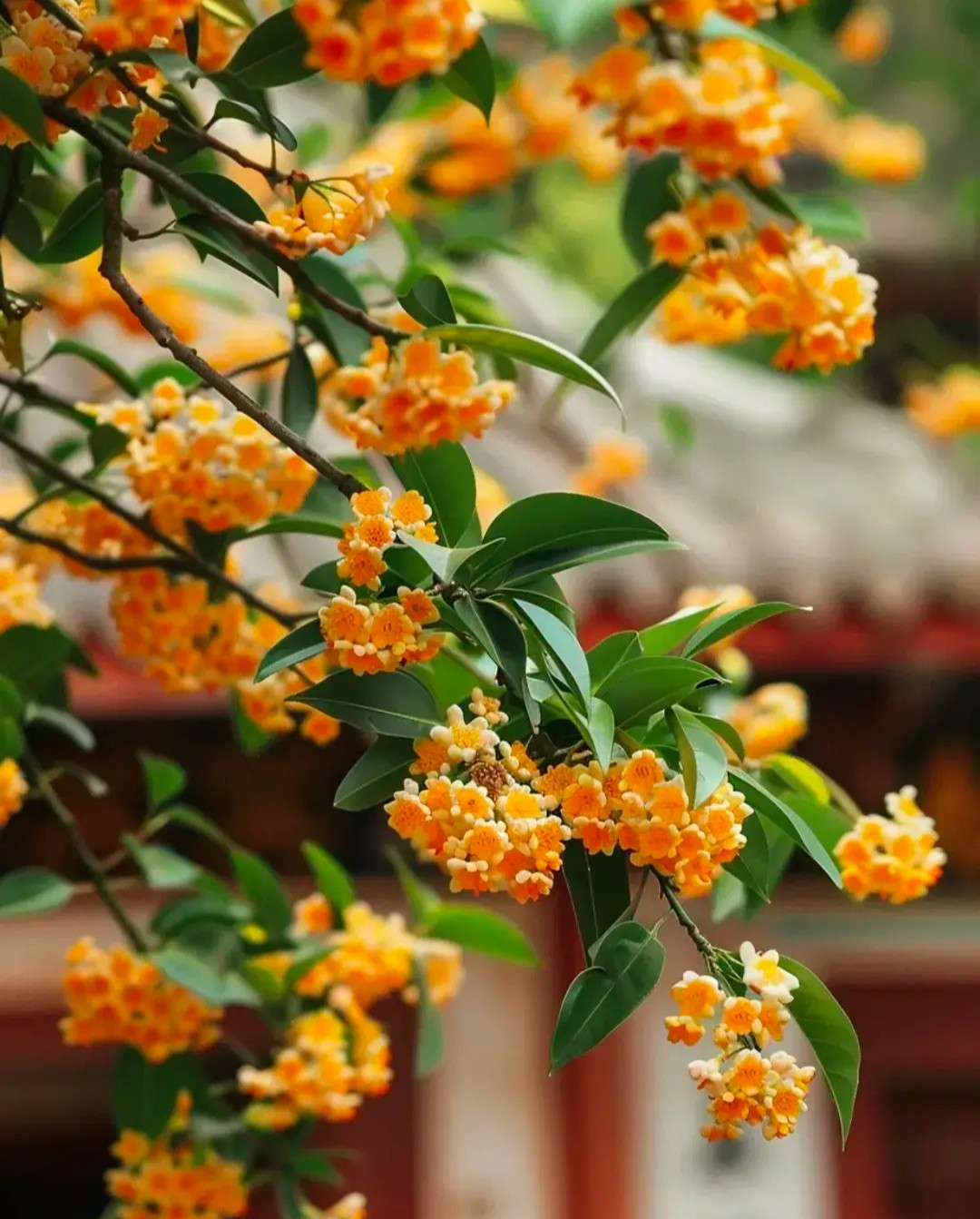 1. Người xưa nói: Cây cảnh mộc hương nở hoa, phú quý, tốt lành đang đến. Nhiều nhà trồng cây cảnh mộc hương trước cổng nhà, sân trước để mang may mắn, tài lộc đến cho gia đình. Theo phong thủy, mọi người nên trồng 2 cây đối xứng trước cửa nhà, tượng trưng cho tài lộc dồi dào, viên mãn. 