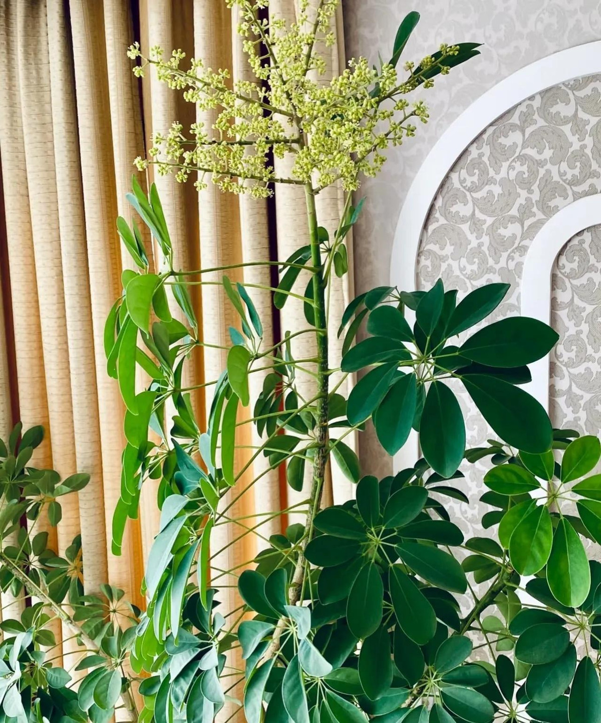 2. Người xưa dặn: nở hoa, thu tiền tứ phương. Ngũ gia bì là cây cảnh tốt lành, có lá rất xanh tươi quanh năm, hình dáng rất cao cấp và trang nhã, cành lá sum suê. Trong phong thủy, cây ngũ gia bì luôn được coi là biểu tượng của sự giàu có. 