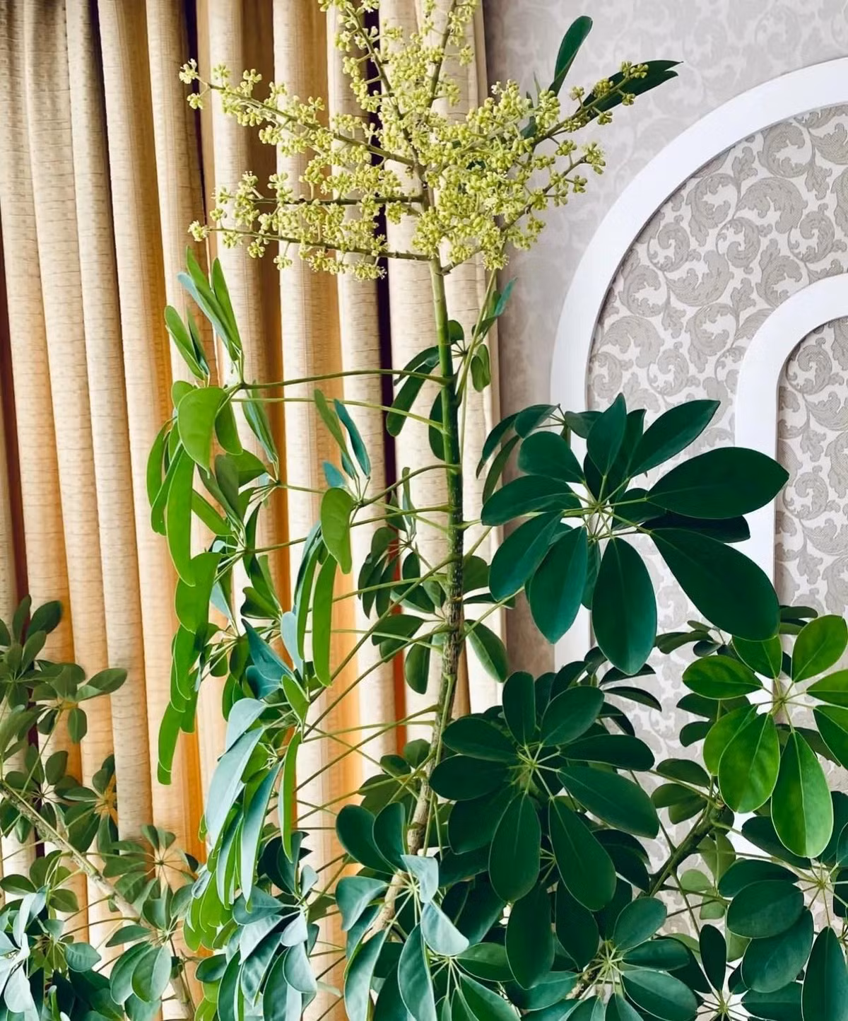 2. Người xưa dặn: nở hoa, thu tiền tứ phương. Ngũ gia bì là cây cảnh tốt lành, có lá rất xanh tươi quanh năm, hình dáng rất cao cấp và trang nhã, cành lá sum suê. Trong phong thủy, cây ngũ gia bì luôn được coi là biểu tượng của sự giàu có. 