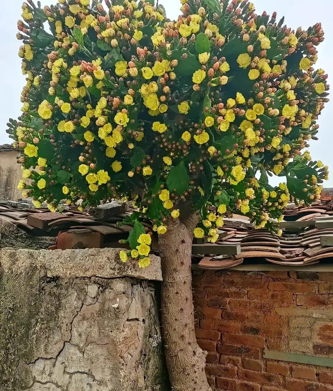  Hoa của cây xương rồng tươi tắn, trong như ngọc và có mùi hoa đẹp. Một cây gai góc lại có thể nở hoa đẹp như vậy trong môi trường khắc nghiệt, tượng trưng cho tinh thần mạnh mẽ, kiên cường và truyền cảm hứng cho mọi người.