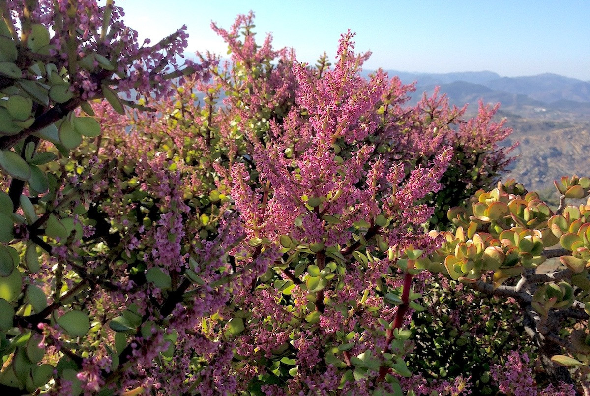 3. Người xưa dặn: Cây cảnh cành vàng lá ngọc nở hoa, giàu có không ngừng. Cây cảnh cảnh vàng lá ngọc được nhiều người yêu thích vì vẻ đẹp của thân, lá, hoa, ý nghĩa phong thủy và sức sống mãnh liệt. Cây có nhiều ứng dụng trong trang trí nên càng được ưa chuộng. 