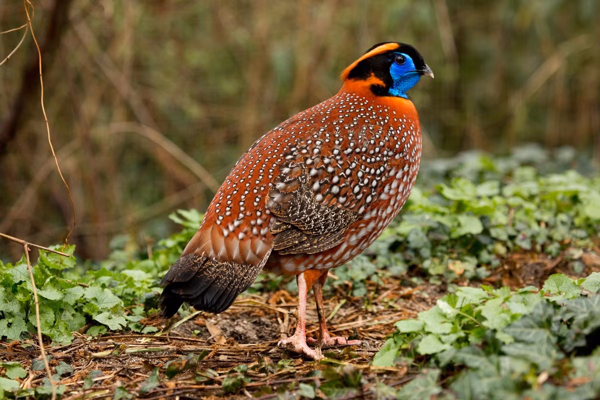 Một số loài chim quý hiếm khác tại Việt Nam gồm: gà lôi tía thuộc nhóm cực kỳ nguy cấp (CR), Khướu đầu đen má xám ở mức nguy cấp (EN).