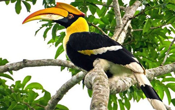 Bên cạnh Khướu cánh đỏ, Hồng hoàng cũng là một loài chim thuộc nhóm nguy cấp (EN), hiếm gặp tại Việt Nam. 