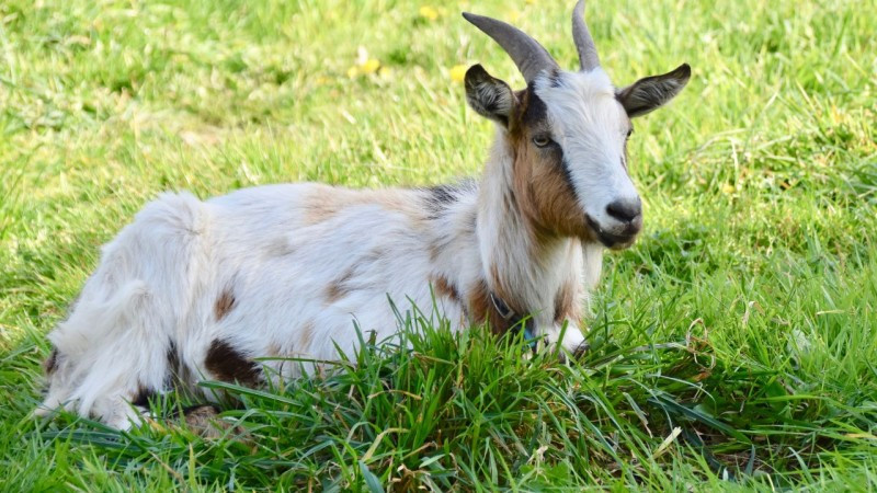 Cát tinh cuối cùng hỗ trợ cho tuổi Mùi là sao Dịch Mã, cho thấy tuổi Mùi muốn thành công, sung túc thì cần phải bứt phá ra khỏi vòng an toàn của mình và chấp nhận đón đầu những thay đổi.