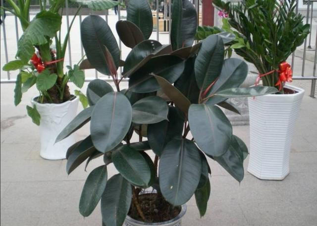  Chính lẽ đó mà trong phong thủy, cây cảnh đa búp đỏ cũng mang ý nghĩa của sự may mắn, an lành. Trồng một chậu cây này trông nhà giống như sẽ có được sự bao bọc, che chở vậy.