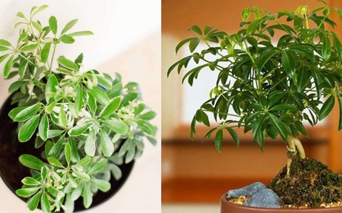  Cây cảnh này có nghĩa là thu hút sự giàu có và thu tiền thiên hạ, gom kho báu từ tứ phía. Cây cảnh này không chỉ mang lại vẻ đẹp ưa nhìn mà còn tượng trưng cho sự nghiệp suôn sẻ, may mắn.