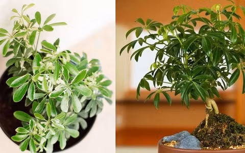  Cây cảnh này có nghĩa là thu hút sự giàu có và thu tiền thiên hạ, gom kho báu từ tứ phía. Cây cảnh này không chỉ mang lại vẻ đẹp ưa nhìn mà còn tượng trưng cho sự nghiệp suôn sẻ, may mắn.