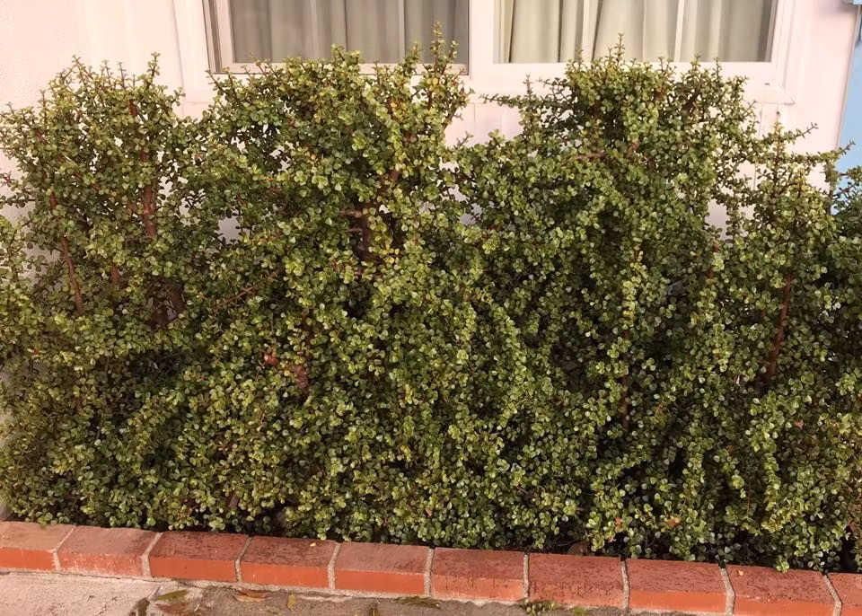 Cây cảnh này rất thích hợp trồng ở ban công hoặc phòng khách chỉ cần có đủ ánh nắng là cây có thể phát triển tốt. Nó không có yêu cầu nghiêm ngặt về môi trường và đất đai, miễn là nhiệt độ đạt trên 10 độ, nó có thể phát triển quanh năm.