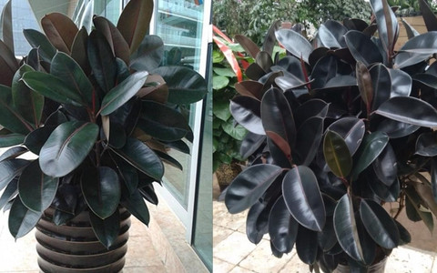  Ngoài ra, đầu lá đa búp đỏ có màu đỏ tươi giống như những ngọn nến đỏ, trông rất cát tường, mang tính lễ hội và mang lại sự giàu có nên có ý nghĩa thu hút sự giàu có.