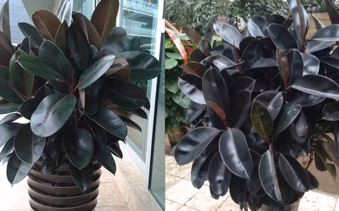  Ngoài ra, đầu lá đa búp đỏ có màu đỏ tươi giống như những ngọn nến đỏ, trông rất cát tường, mang tính lễ hội và mang lại sự giàu có nên có ý nghĩa thu hút sự giàu có.