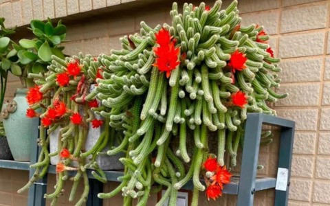  Tuy nhiên, nhiều người trồng xương rồng trong nhiều thập kỷ nhưng chúng vẫn khó ra hoa. Hoa xương rồng nở tượng trưng cho sự kiên trì, giàu có và may mắn, tình yêu đẹp, hy vọng, phép màu và những sự kiện vui vẻ sẽ đến. (*Thông tin mang tính tham khảo).