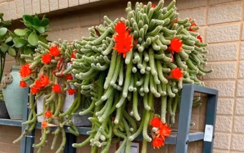  Tuy nhiên, nhiều người trồng xương rồng trong nhiều thập kỷ nhưng chúng vẫn khó ra hoa. Hoa xương rồng nở tượng trưng cho sự kiên trì, giàu có và may mắn, tình yêu đẹp, hy vọng, phép màu và những sự kiện vui vẻ sẽ đến. (*Thông tin mang tính tham khảo).