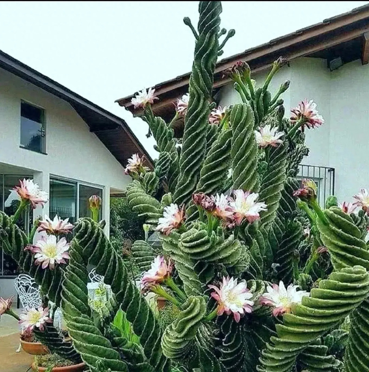 Cây cảnh này tượng trưng cho sự bền bỉ của cuộc sống, mang lại may mắn và tốt lành cho gia chủ. Ngôn ngữ hoa của xương rồng cũng rất đẹp: tình yêu mạnh mẽ, kiên quyết, yêu đến cùng. Nó có thể tượng trưng cho việc sau bao khó khăn, cuối cùng nó sẽ mang đến những điều kỳ diệu đáng ngạc nhiên. 