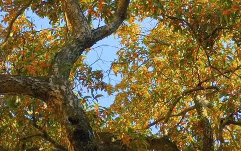 Cây cảnh này còn có ý nghĩa đẹp: "phú quý và tốt lành". Tên gọi mộc hương theo tiếng Hán đồng âm với từ quý nhân. Vì thế, người xưa còn có câu: "Mộc hương trồng trước nhà, quý nhân vào trong cửa" xuất phát từ chính cái tên của nó.