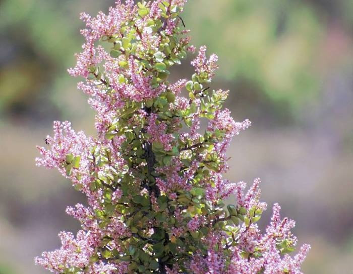  Người xưa còn cho rằng, cây cảnh này còn được xem là biểu tượng của may mắn, trường tồn, sức sống mãnh liệt và tuổi trẻ vĩnh hằng, bởi lá luôn xanh mướt quanh năm tràn trề sức sống dưới điều kiện sống khắc nghiệt.