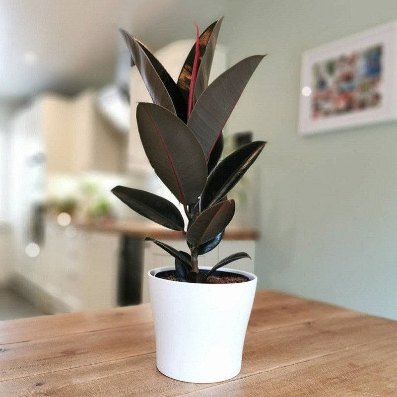  Cây cảnh này ra hoa mang ý nghĩa thịnh vượng và hạnh phúc, đây là điềm lành hiếm gặp. Tuy không mang tính khoa học nhưng nó thể hiện khát vọng của con người về một cuộc sống tốt đẹp hơn.