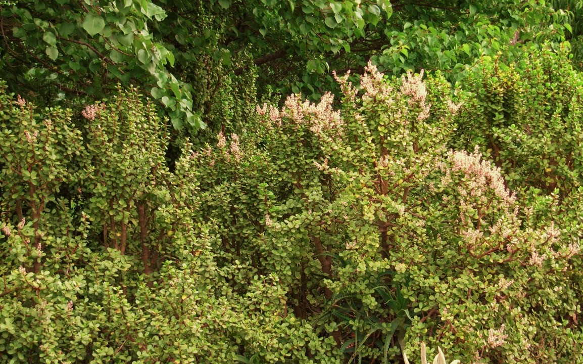  Lá của nó nhỏ, dày, tròn và đầy đặn, trông có vẻ lễ hội và may mắn. Ý nghĩa của cây cảnh này giống như tên gọi là sự cao quý, tốt lành, hạnh phúc và tài lộc. Theo người xưa cành vàng lá ngọc tượng trưng cho tài sản, tiền bạc và khi cây ra hoa càng thể hiện sự giàu sang no ấm. 