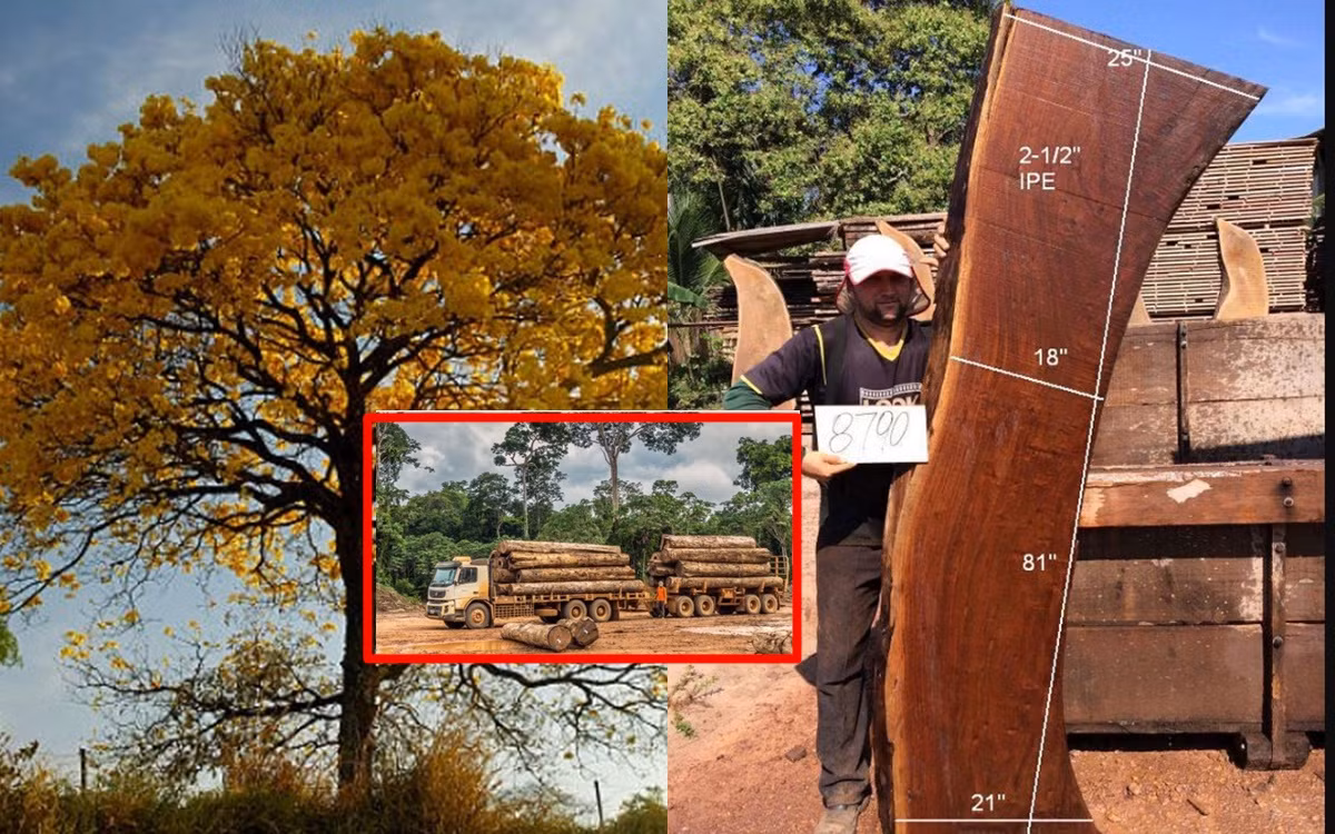 Đặc biệt, cho đến hiện tại không tồn tại bất cứ rừng Ipe nhân tạo nào nên số gỗ Ipe trên thế giới đều hoàn toàn là gỗ tự nhiên. Nguyên nhân là bởi cây Ipe là loài rất "khó nuôi". Chúng thường có xu hướng sống giữa các loại gỗ khác, mật độ cực thấp khoảng 1 cây/10ha.