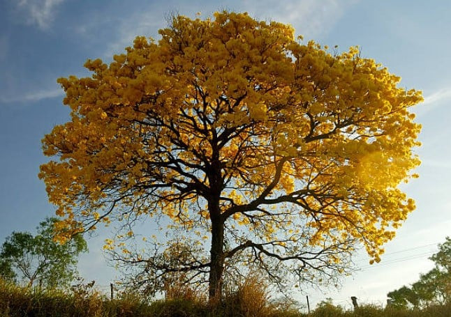 Gỗ Ipe (hay còn được viết là gỗ Ipê) gần như là loại gỗ độc quyền của Brazil khi quốc gia châu Mỹ này chiếm tới 96% nguồn cung gỗ Ipê trên thế giới. Gỗ Ipê lấy từ cây Ipe - loại gỗ quý hiếm chỉ xuất hiện ở lưu vực sông Amazon, Brazil.