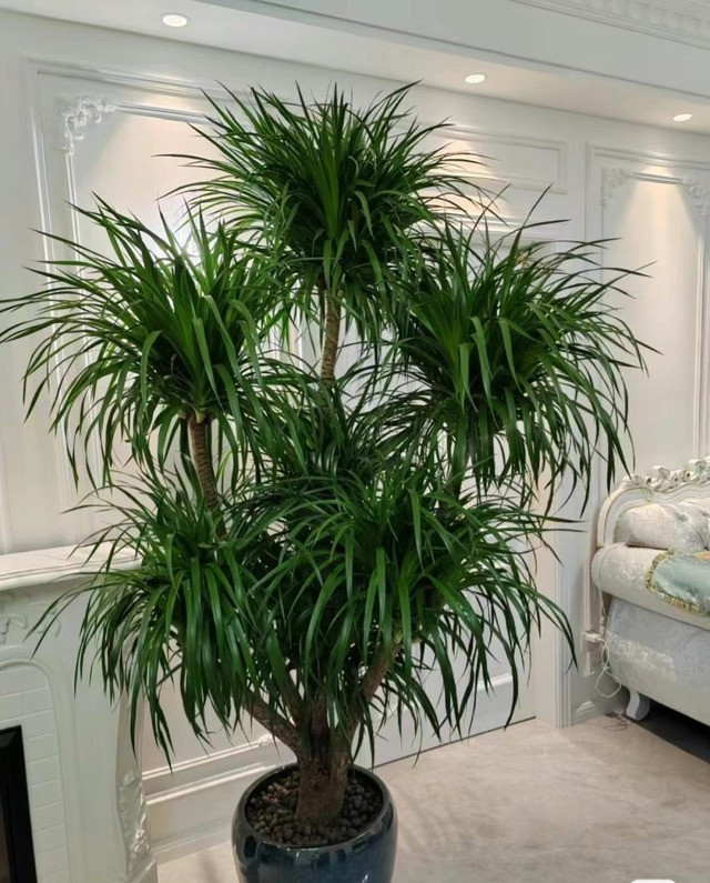  Cây cảnh huyết rồng có nhiều ý nghĩa như: trường thọ, may mắn, thịnh vượng, giàu có, sức khỏe bình an và nhiều phước lành. Trong phong thủy, cây cảnh này có thể cải thiện vận may và thịnh vượng và có thể xua đuổi vận rủi cho gia đình. 