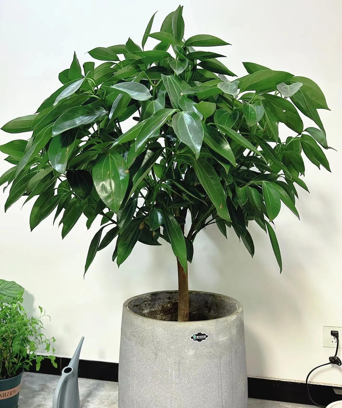  Cây cảnh này có dáng cao lớn, uy nghi, cành lá sum suê, vỏ cây có màu nâu xám, lá khá dày và bóng loáng. Nói chung, tổng thể nhìn rất đẹp mắt và sang trọng, rất thích hợp để đặt ở phòng khách hoặc ban công hay trong phòng làm việc.