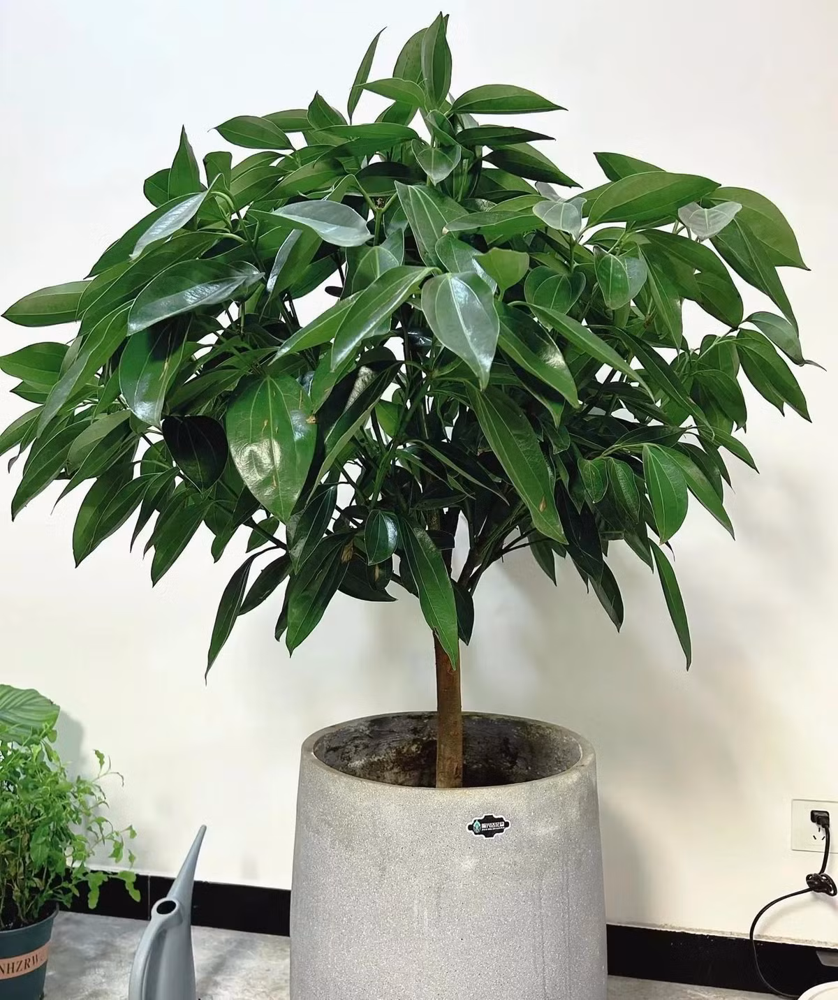  Cây cảnh này có dáng cao lớn, uy nghi, cành lá sum suê, vỏ cây có màu nâu xám, lá khá dày và bóng loáng. Nói chung, tổng thể nhìn rất đẹp mắt và sang trọng, rất thích hợp để đặt ở phòng khách hoặc ban công hay trong phòng làm việc.