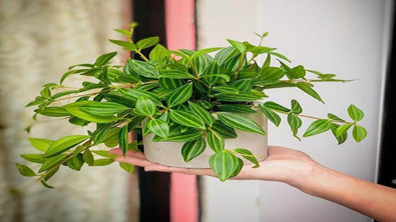 Ngoài ra, nó còn có thể thúc đẩy sự chung sống hòa thuận giữa các thành viên trong gia đình, làm sâu sắc thêm mối quan hệ giữa các cặp đôi và mang lại hạnh phúc và an lạc.