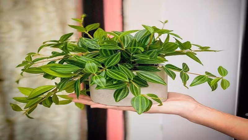 Ngoài ra, nó còn có thể thúc đẩy sự chung sống hòa thuận giữa các thành viên trong gia đình, làm sâu sắc thêm mối quan hệ giữa các cặp đôi và mang lại hạnh phúc và an lạc.