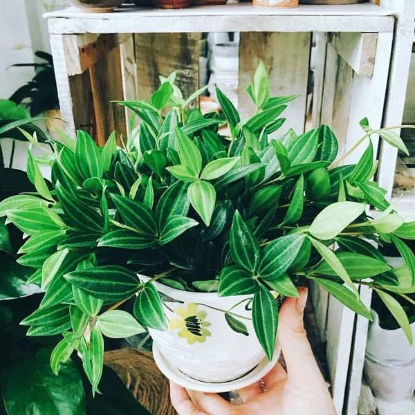  Cây bình an thực chất là cây quế (tên khoa học là Cinnamomum cassia), thuộc chi Cinnamomum trong họ Long não (Lauraceae). Vì vẻ ngoài xanh tươi, mát mắt quanh năm của chúng mà khi mang vào nhà làm cảnh, người ta gọi nó là cây bình an hay hòa bình, tượng trưng cho hòa bình, sức khỏe, tuổi thọ và niềm vui cho cả gia đình. 