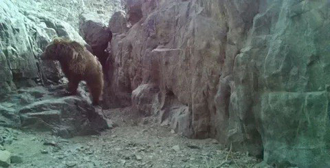  Gấu Gobi được liệt kê là Cực kỳ nguy cấp trong Sách đỏ Mông Cổ về các loài có nguy cơ tuyệt chủng, Hiệp hội Động vật học Luân Đôn và Nhóm chuyên gia về gấu của IUCN.